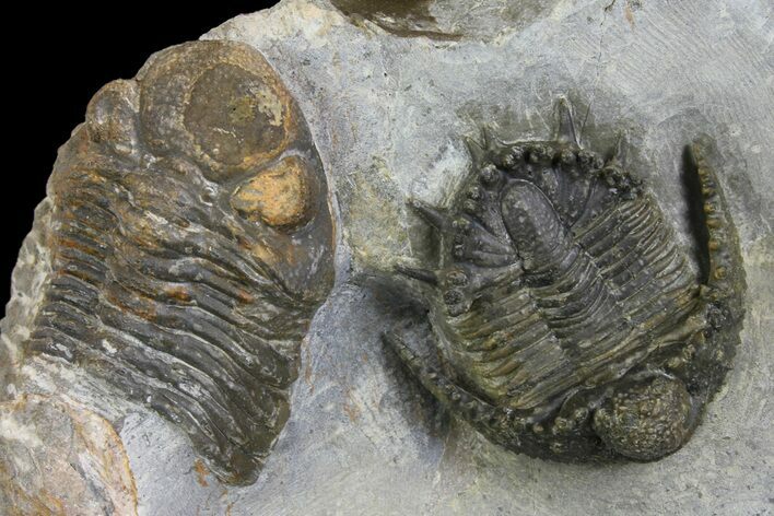 Akantharges Mbareki Trilobite - Tinejdad, Morocco #139515